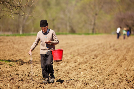 资深农民从桶里播种照片