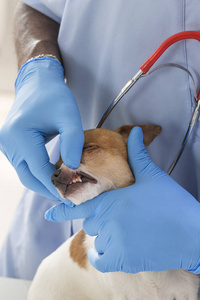 兽医检查牙齿的狗动物和宠物的兽医护理概念