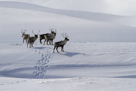 一小群驯鹿站在积雪覆盖的山丘上, 在 wi