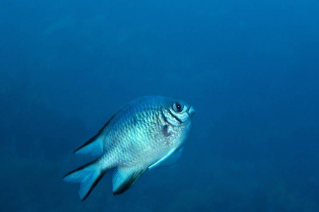 中东埃及红海, Pomacentridae 安汶 Chromis, Chromis amboinensis