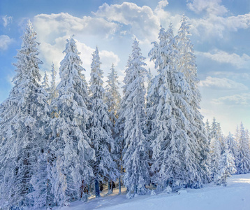喀尔巴阡山的一组白雪覆盖的冷杉