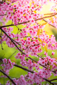 樱花花正在盛开的花朵，在泰国清迈