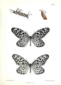 蝴蝶.Lopidoptera 籼稻 v1 伦敦18901892