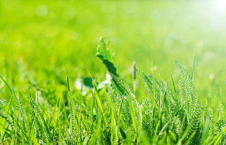 芳草萋萋图片