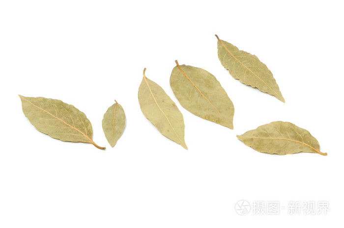 月桂树叶 Bay Leaf的名词复数 照片 正版商用图片02ka0v 摄图新视界