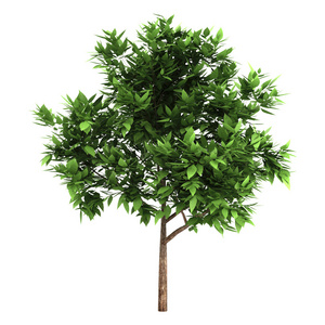 白色背景上的3D绿树