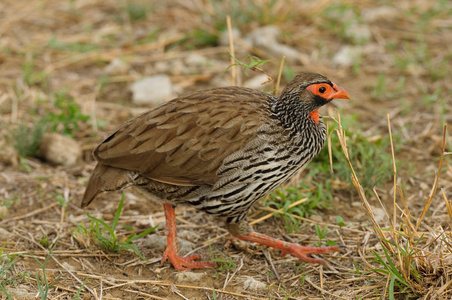 红颈 Spurfowl 或红颈 Froncolin pternistis 后或 Froncolinuus 在塔兰吉雷国家公园