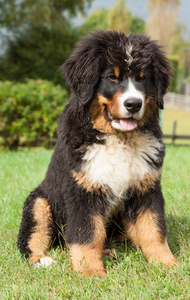 bernese 山狗