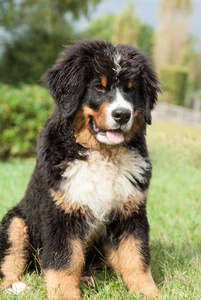 bernese 山狗