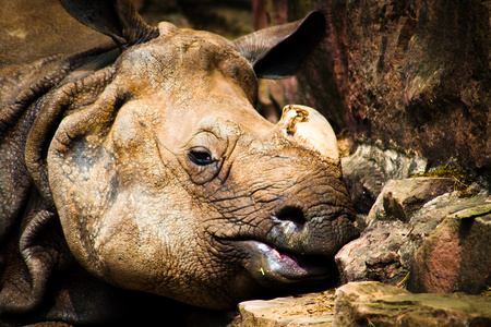 Nashorn im Dmmerschlaf