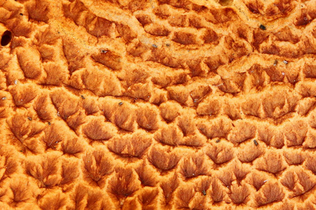 菇房gymnopilus junonius 的鳞片状表面的宏观, 或壮观的 rustgill