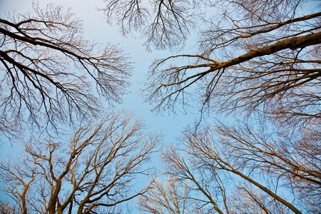 蓝蓝天和谐枝结构的树冠