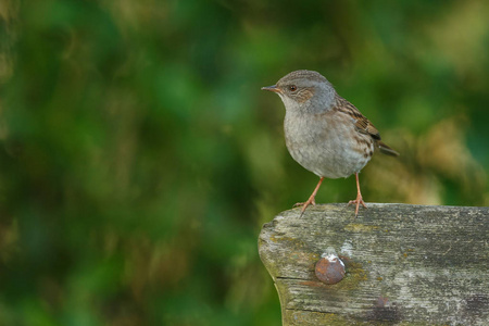 Dunnock 在一块旧木头上