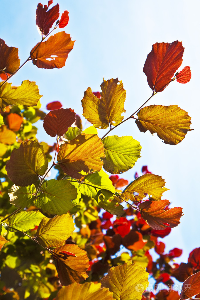 桦树上美丽的叶子