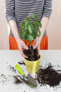 女人的手将植物 a 移植到一个新的罐子里。家庭园艺搬迁房子植物