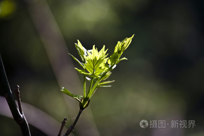 晨光中一棵树的叶子