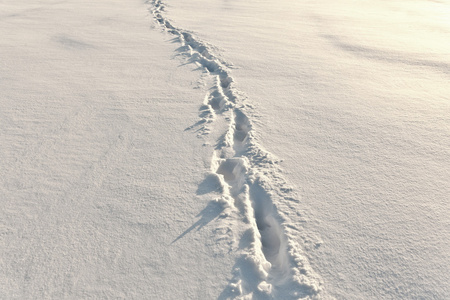雪上的脚步声图片