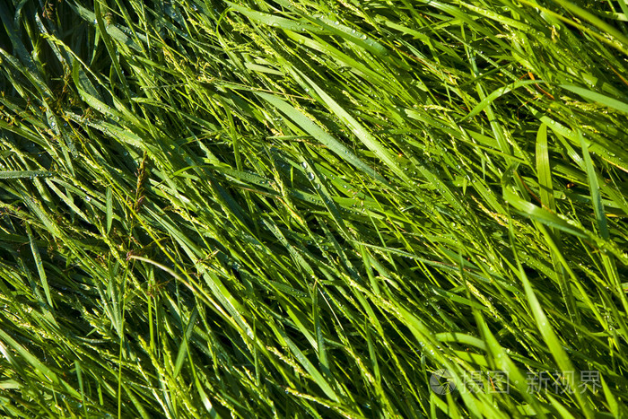 早晨有露珠的绿麦草