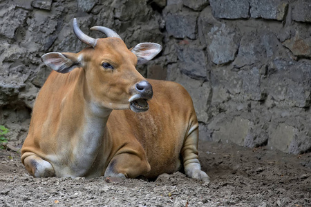 Banteng 在草甸