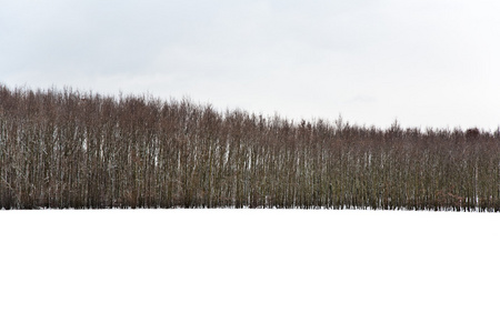 冬天有雪覆盖的田野的树