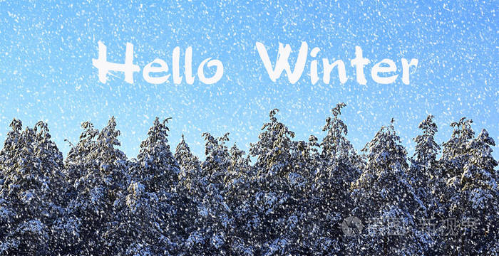 你好winterwinter森林覆盖着雪在冬天森林里的雪松树冬天的概念