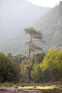 山岭上的孤松