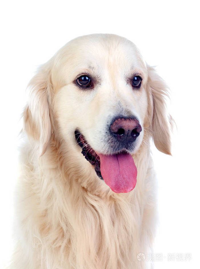黄金猎犬狗品种