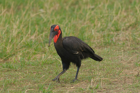 Taragire 国家公园南部地面犀鸟 Bucorvus leadbeateri