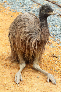 澳大利亚EMU的肖像。