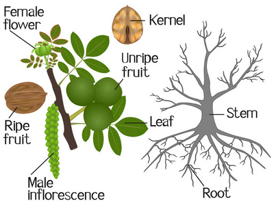 插图显示部分核桃植物
