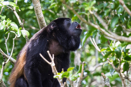 吼猴在哥斯达黎加