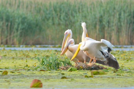 白鹈鹕 Pelecanus onocrotalus 在浮动岛上的羊群打扮图片