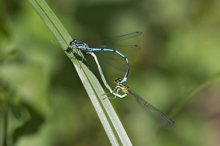 天青娘 Coenagrion puella 配套轮