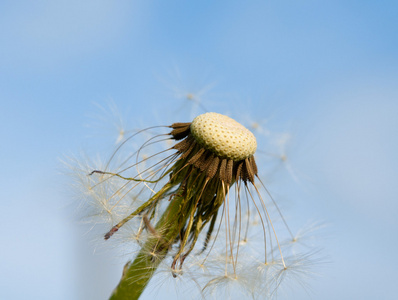 植蒲公英