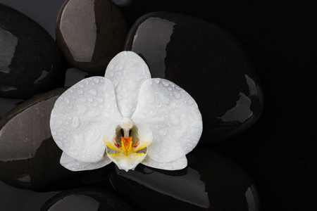 黑色背景下的鹅卵石和白色花兰花