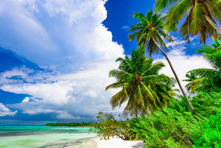 度假村海滩棕榈树海多米尼加共和国