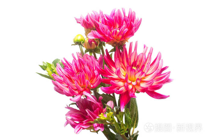 卖花的美丽的粉红色大丽花束与芽宏观性质