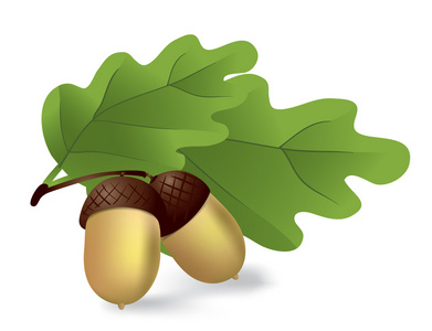 Acorn插画 Acorn手绘 Acorn卡通图 摄图新视界