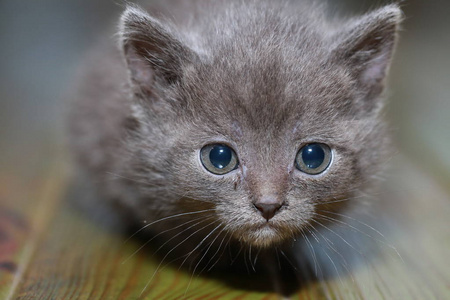 小灰猫害怕害怕