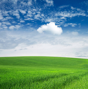 草和完美的蓝色天空领域