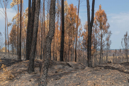 被烧毁的森林在葡萄牙