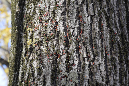 红色的虫子在树皮上晒太阳。秋天温暖的战士为甲虫