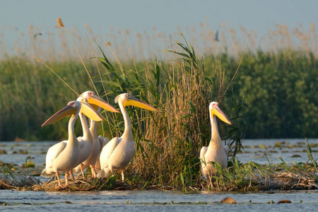 白鹈鹕 Pelecanus onocrotalus 在浮动岛上的羊群打扮