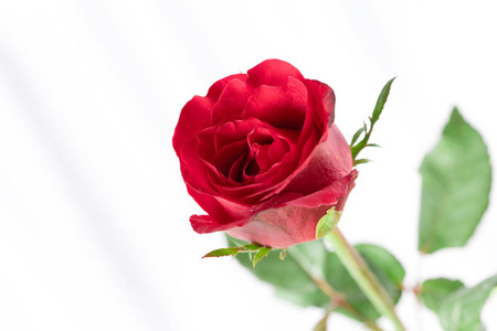 红玫瑰花瓣与复制空间情人节
