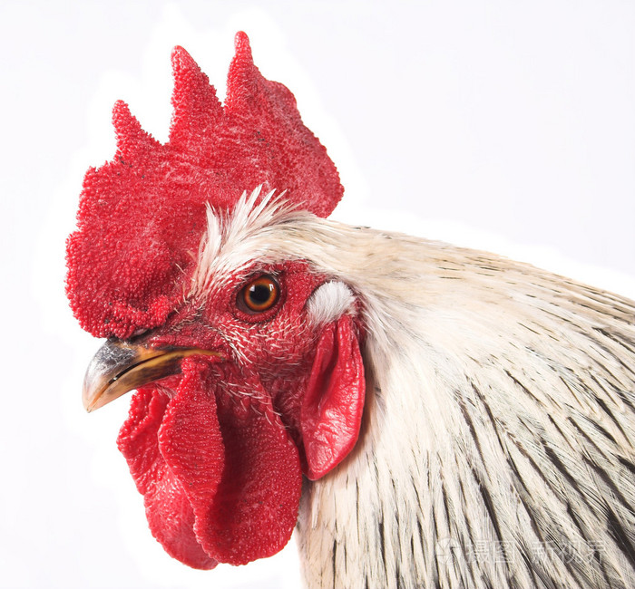 公鸡 美狂妄自负的人,好斗者照片-正版商用图片02l90i-摄图新视界