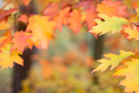 彩色的秋天叶子上分支选择性焦点