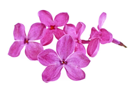 紫罗兰淡紫色的花，白色的背景下，一个孤立关闭