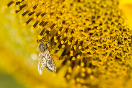 蜜蜂授粉向日葵种子的宏观观