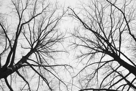 冬天从下面看不到树叶的两棵树图片