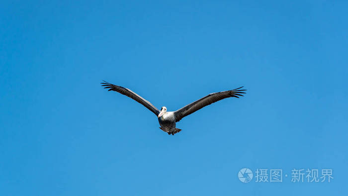 帕拉卡斯国家公园鹈鹕飞越秘鲁